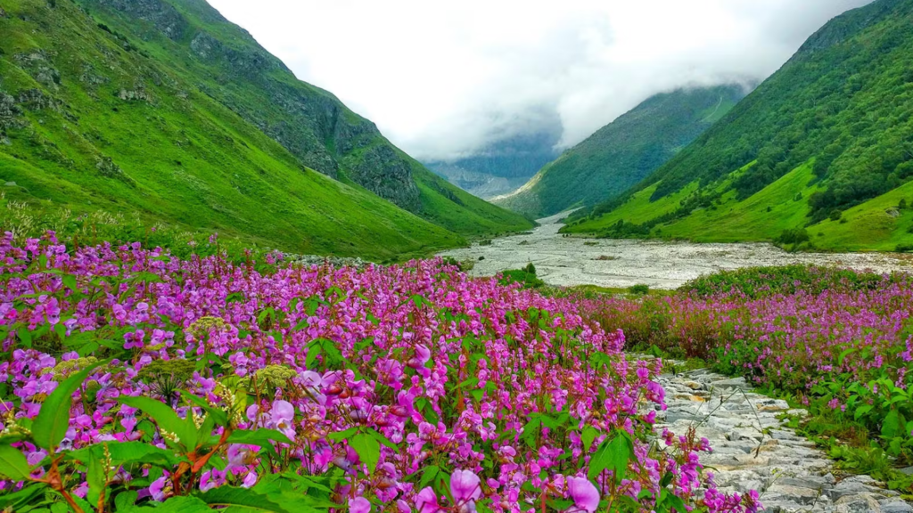 Valley of Flowers Trek